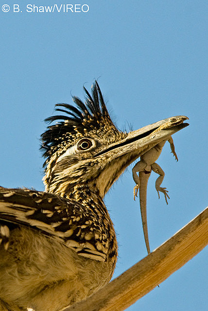 Greater Roadrunner s80-2-008.jpg